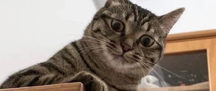 当你想要摸你的猫时，这画面太真实了！