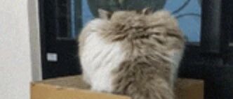 小猫一直躺在大猫屁股下面玩尾巴，玩到正嗨时。。 每日一猫