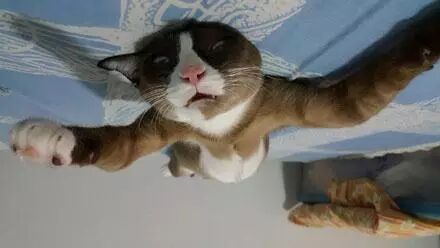 一铲屎官给两喵星人买了个超萌的草莓新窝，但……君心莫测啊！