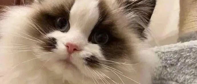 一只长着对称腮黑的猫猫，也太可爱了!