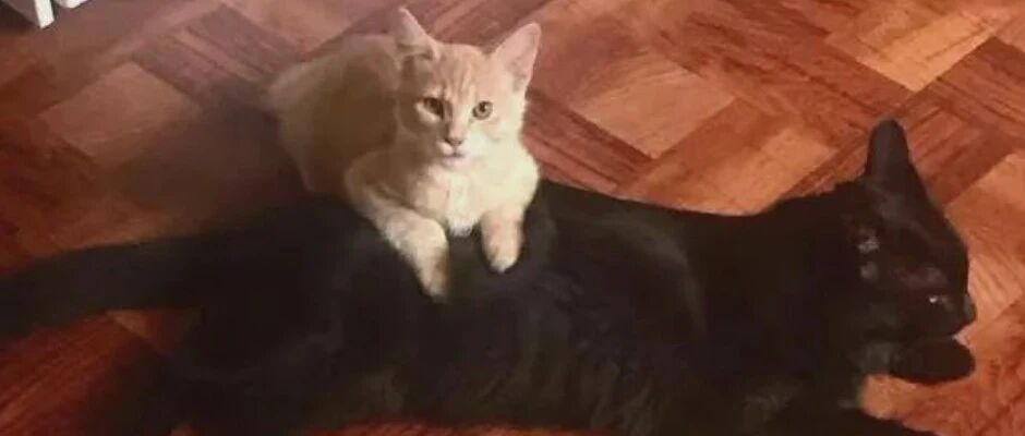 橘猫从小就喜欢睡在黑猫身上，长大后依然如此…