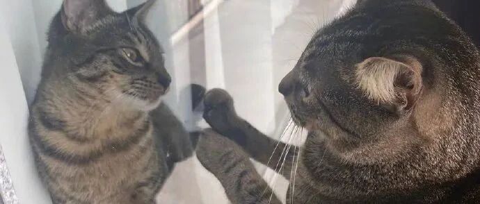 在路边一窗口看到一只猫，发现和它自己长得很像，它直接笑了！