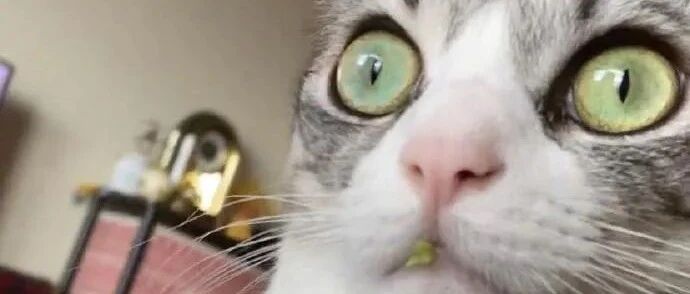 抓到一只偷吃青菜的猫，嘴巴上的证据也太明显了吧！