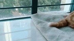 网友家猫很神奇，只要一伸手，它就这反应，要萌死人了...