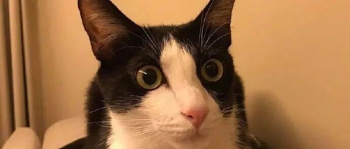 家里3只猫，其中一只不会踹手手，结果它就弄成了这样！