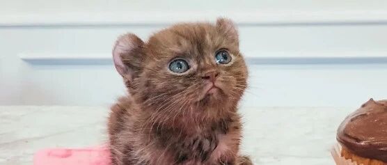 收容所收了一只小猫，义工：这是熊吧，长得也太像了！