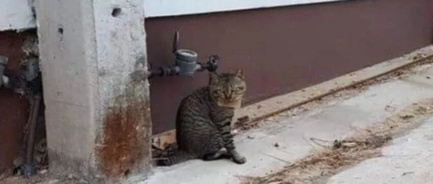 猫咪失踪了3天，好不容易回来，铲屎官看到它却直叹气...