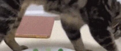 吃完咖喱饭还没等收拾，猫就开始埋了