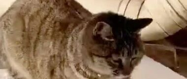 猫和公仔超好，吃饭也一起吃