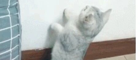 喵星人背后偷袭鹦鹉被发现后，这演技可以拿小金人了