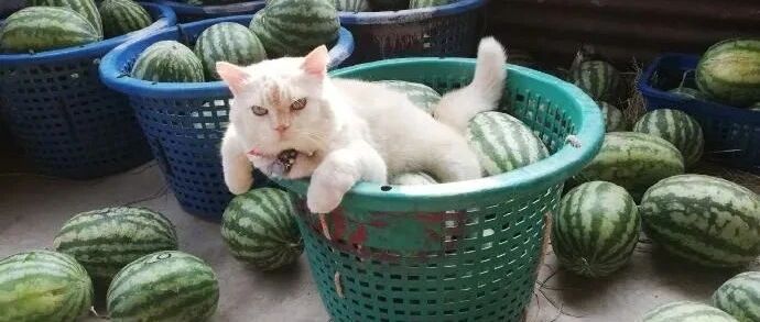 喵，买瓜吗？不给钱不能吃，敲凶哒！