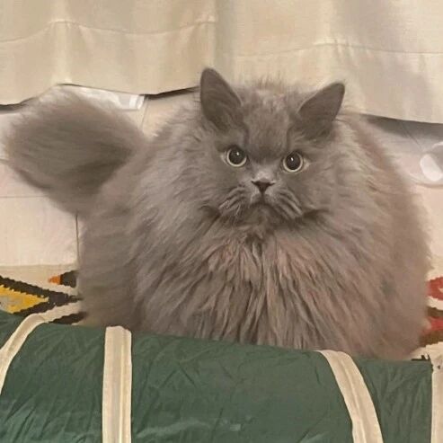 养了一只超级爆毛的猫，随便一躺就像颗三角形的饭团！