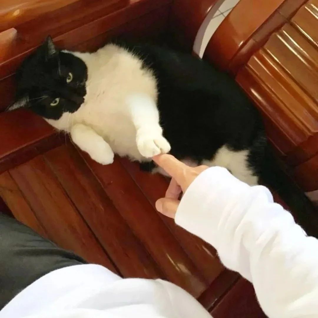 网友叮嘱男朋友领养一只脸上干净的猫，回到家一看，没毛病！