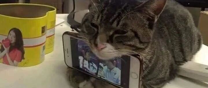 当你赶不走猫时，只好充分利用猫 ​​​​