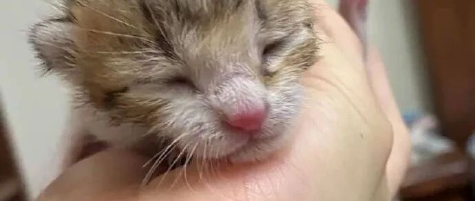 回老家忘记带奶瓶，爷爷拿出珍藏30年紫砂壶，这样给猫用！