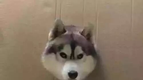 防止二哈舔伤口，爷爷为它特制了一个“伊丽莎白圈”！