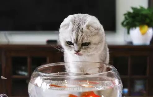 铲屎官刚回到家，竟发现刚买的仓鼠融化了：放进冰箱能复原吗？