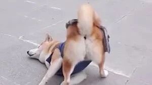 柴犬散步到一半，竟突然定格不动.....网友：柴犬又故障啦！
