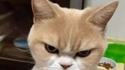 美女花重金买回一只个性苦脸猫，可是带回家后她却发愁了