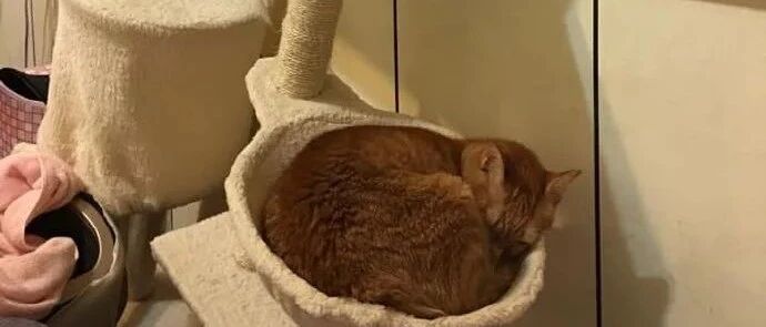 不愧是大橘！猫爬架都承受不住了…