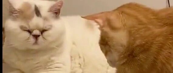 看到家里三只猫吃完饭还在互相舔脸，好想加入