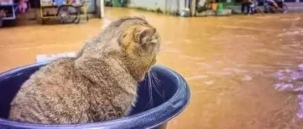 “喵！唉！朕的天下真是多灾多难啊！”