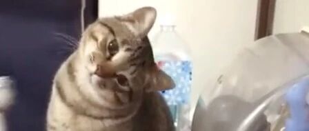 铲屎官写作业的时候，喵星人对来回动的笔杆产生了兴趣，这个表情太可爱了！