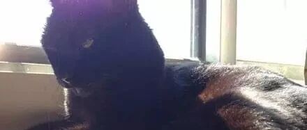 这只黑猫表面上看跟正常猫一样，没想到抱起来后...