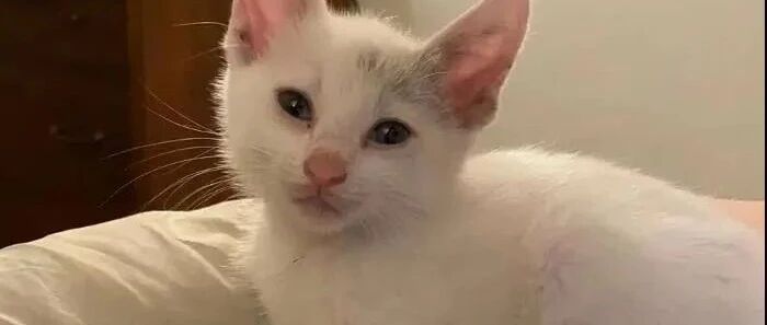 捡到一只小灰流浪猫，谁知洗干净后秒变白富美
