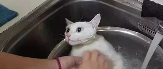 主人带猫咪进厨房洗澡，猫咪以为自己要被煮了，吓懵了