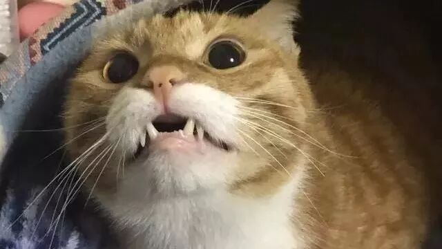 网友拿家中搞破坏的猫咪没辙，女主人回家不打也不骂，一招制胜！