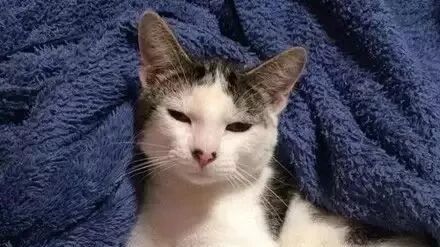 即将面临安乐死的流浪猫被领养后，用这样的方式说谢谢！