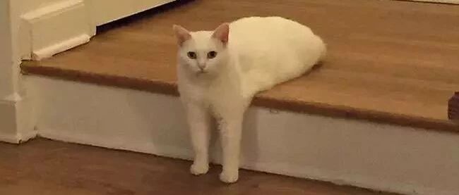 据说，猫咪聚在一起的时候也喜欢比长短...