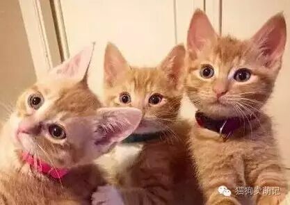 网友家的这6只小橘猫，几乎一毛一样，如果不是...