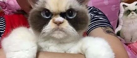 新的不爽猫出现了，这一只猫更加不爽！