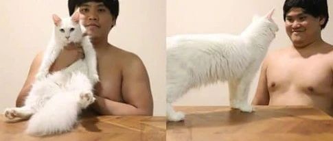 泰国小哥用猫低成本Cosplay，也太还原了哈哈哈!