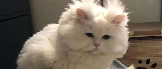 这喵咪，长得是有点潦草……