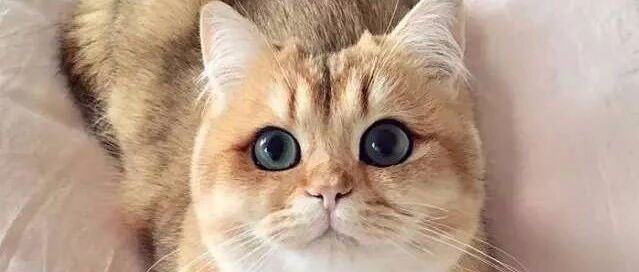 “讲真，我家猫主子这颜值不去选美真的浪费了！”