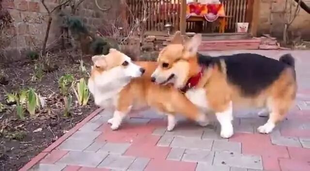 柯基叫你总是欺负邻家的狗狗，家里的猫咪都看不惯你了！