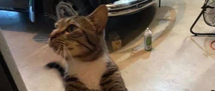猫看到隔壁邻居在修车，赶紧过来帮忙，太热心了！