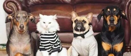 一家四口的合照，谁是老大一清二楚！