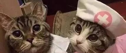 千万别让孩子和猫单独一起玩，不然就会出现这一幕！