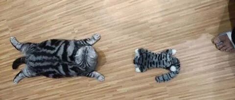 主人带回一只猫玩偶，家里猫看到后...