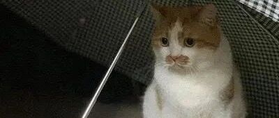 女孩打开雨伞忘收，三天后，里面竟然开始“长”出猫来