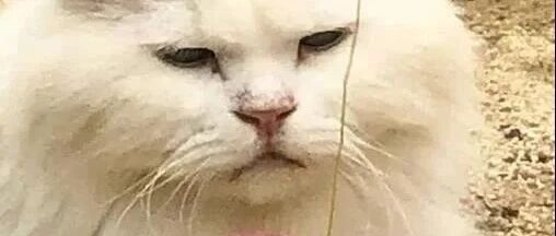 天生眼睛小的猫，总觉得怎么嗨都不开森