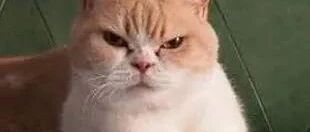 猫在窗帘上下不来，它想掉头，没想到用这种方式！