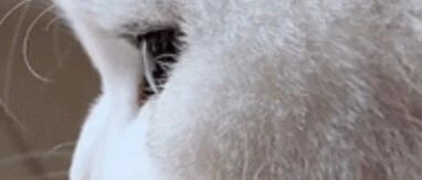 男主工作回家很累，找猫要抱抱，猫很配合，太暖心了！