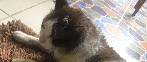 猫出去浪了一天回来，主人给它洗澡，这水...