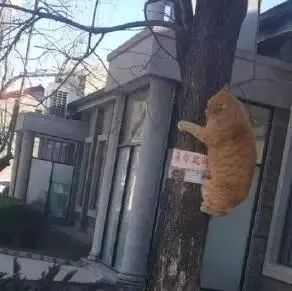 网友发了两张猫被狗追到树上的照片，看完让人笑出猪叫声
