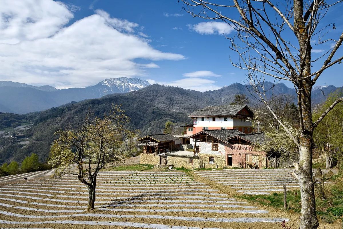 他家住在嘎日村丰收组的半山腰上,有一片30亩左右的耕地,紧挨着他家